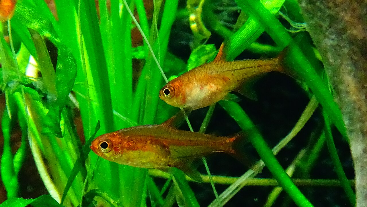 火焰灯参考照片