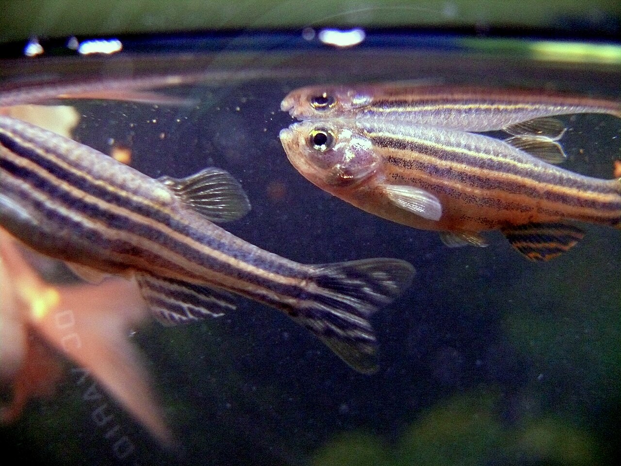 斑马鱼 · 依来源物种标注;非门店现货照片 2