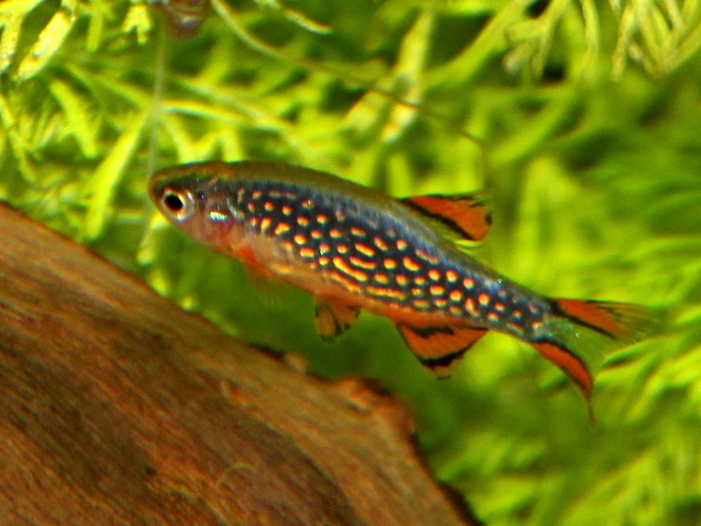 银河斑马参考照片