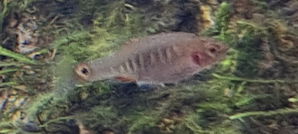 翡翠斑马 · iNaturalist观察标注,未独立鉴定;非门店现货 2