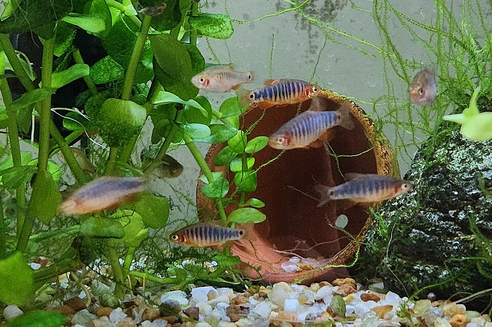翡翠斑马参考照片