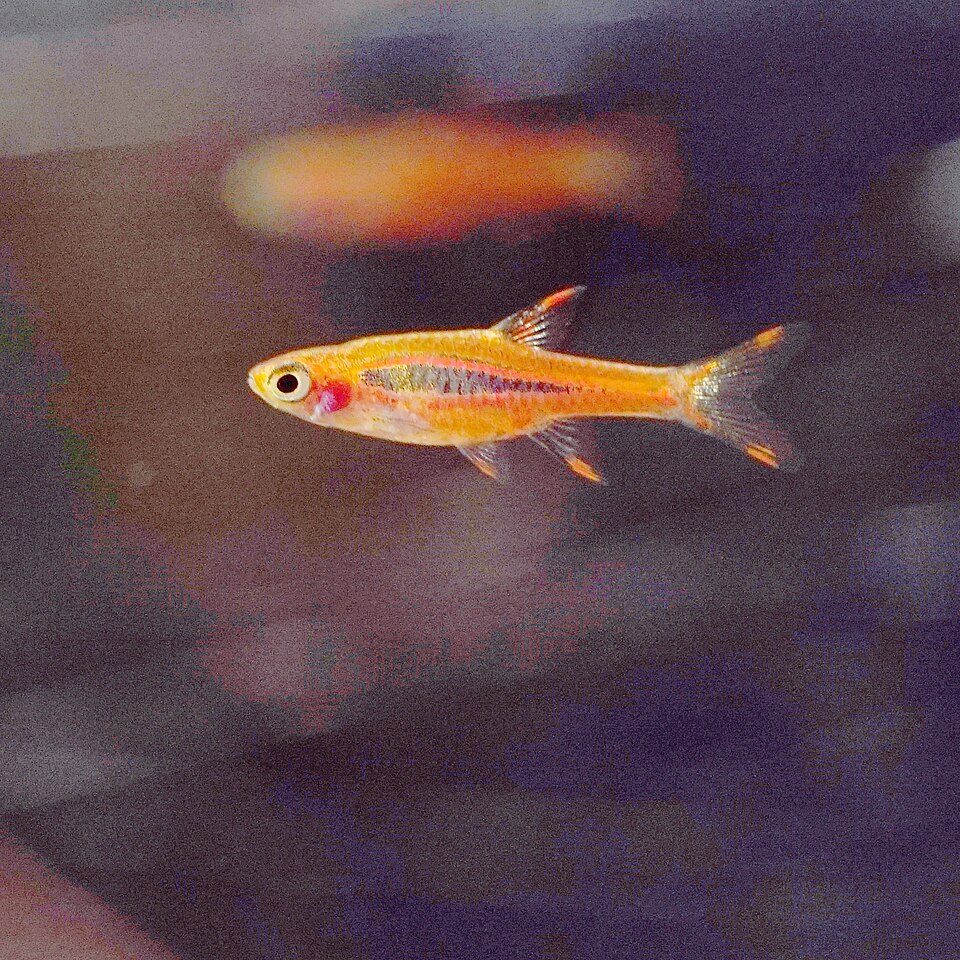 辣椒灯参考照片