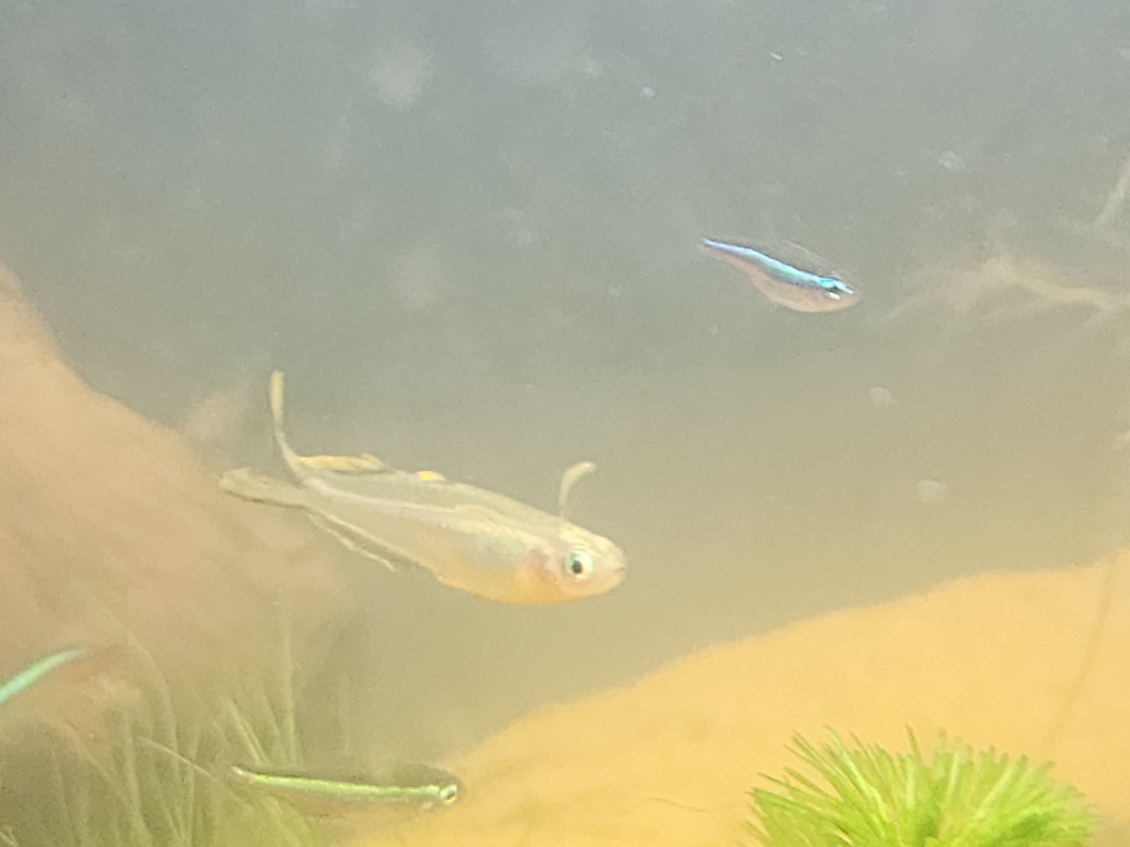叉尾蓝眼参考照片