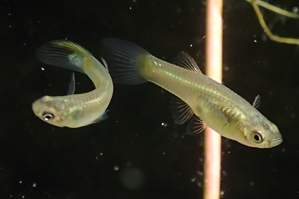 孔雀鱼参考照片