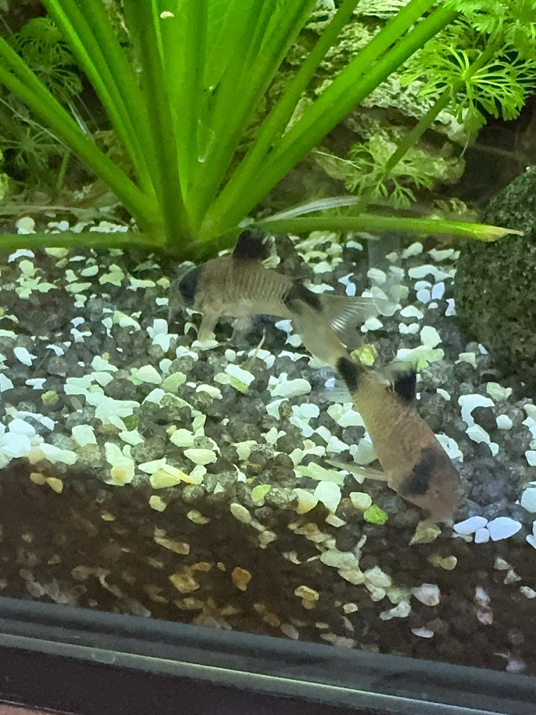 熊猫鼠 · 依iNaturalist观察标注;非门店现货,未独立鉴定 2