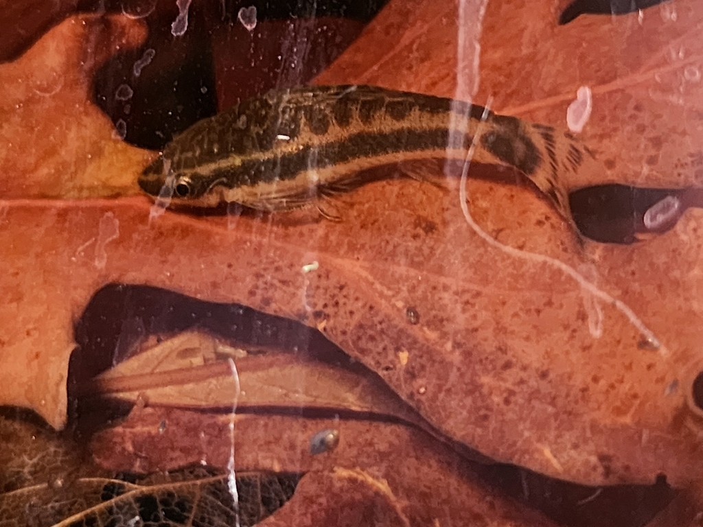 小精灵参考照片