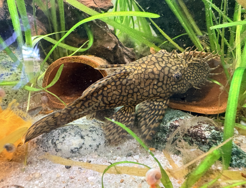 胡子异形 · 依来源物种标注;非门店现货照片 2