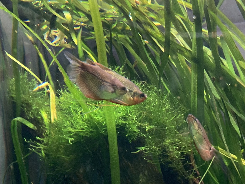珍珠马甲 · 依iNaturalist观察标注;非门店现货,未独立鉴定 2