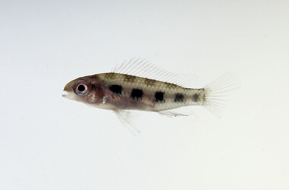 棋盘短鲷参考照片