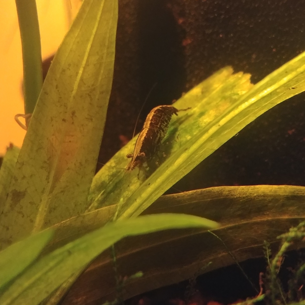 樱花虾与米虾色系 · 依iNaturalist观察标注;非门店现货,未独立鉴定 2