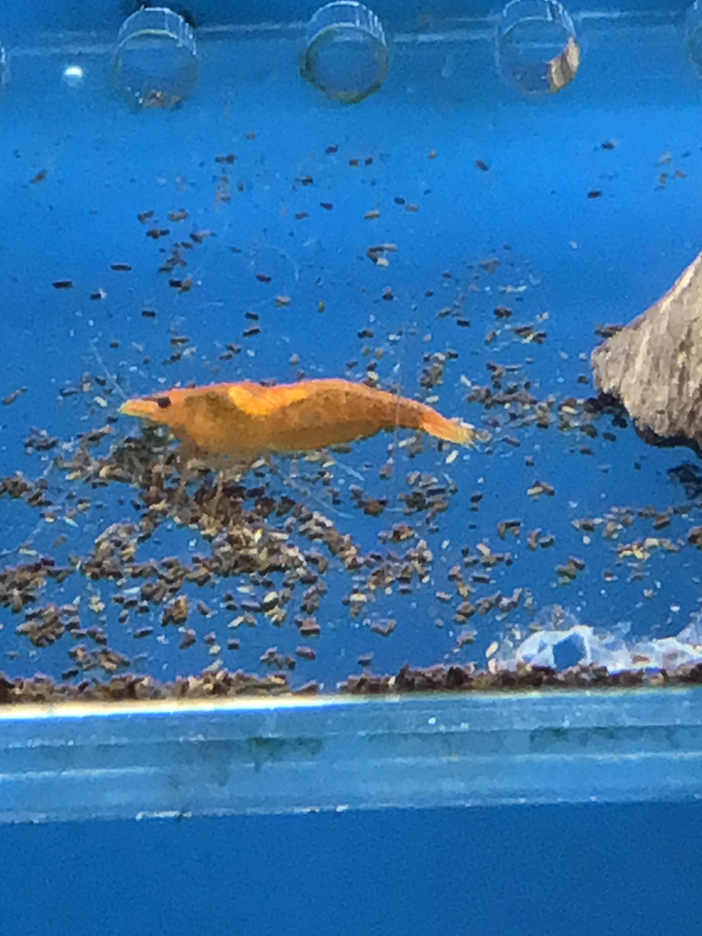 樱花虾与米虾色系参考照片