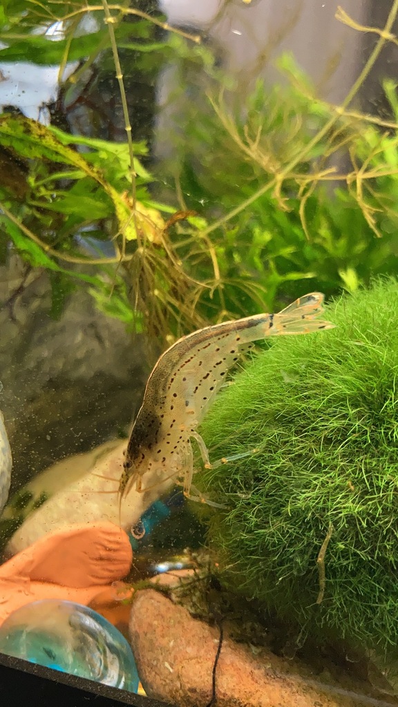 大和藻虾参考照片