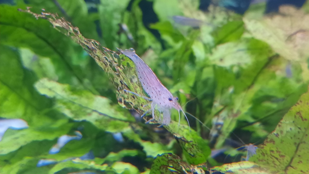 大和藻虾 · 依iNaturalist观察标注;非门店现货,未独立鉴定 3