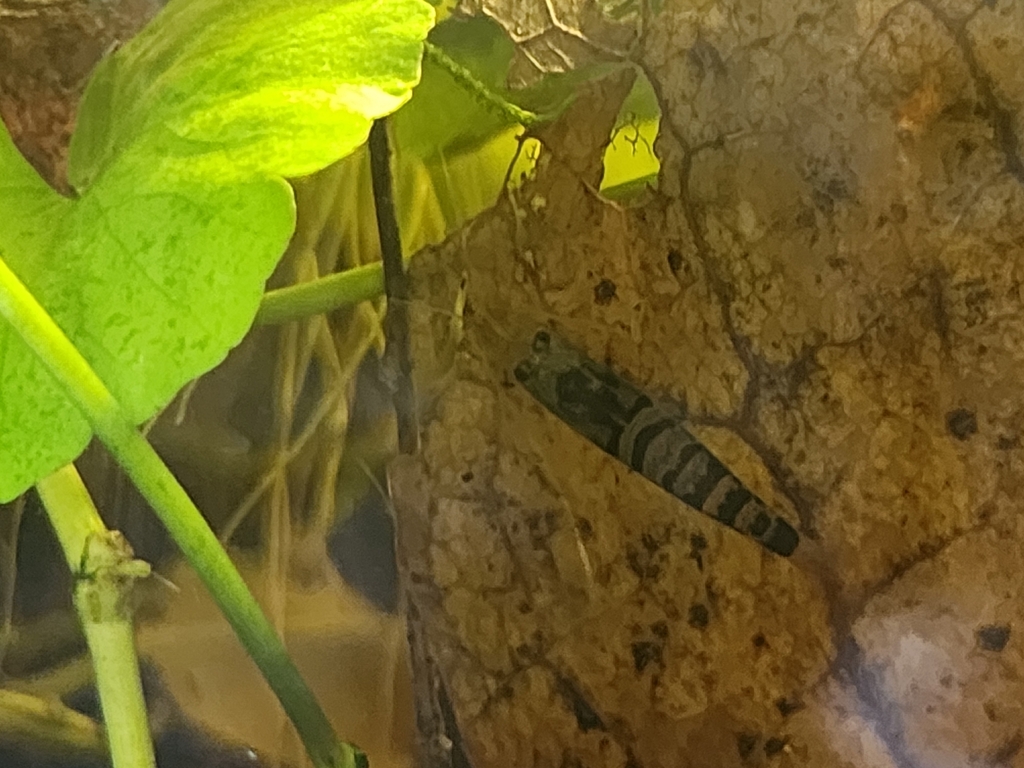 虎纹虾参考种参考照片