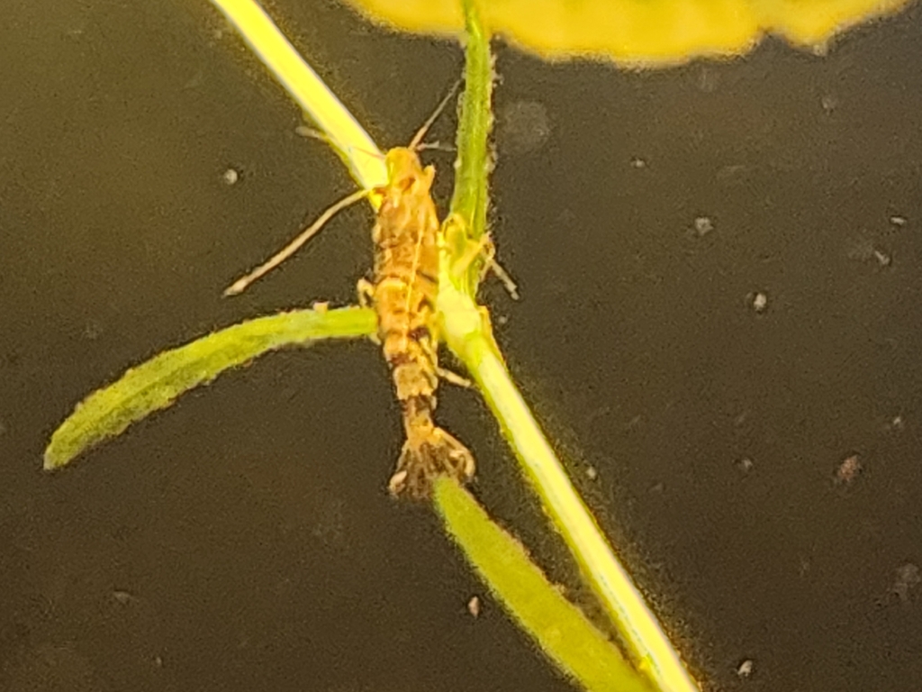 虎纹虾参考种 · 依iNaturalist观察标注;已人工查看画面,非专业物种鉴定,非门店现货 2