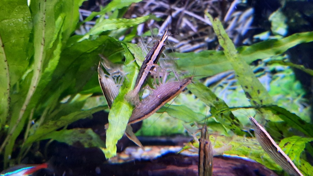 竹节滤食虾参考照片