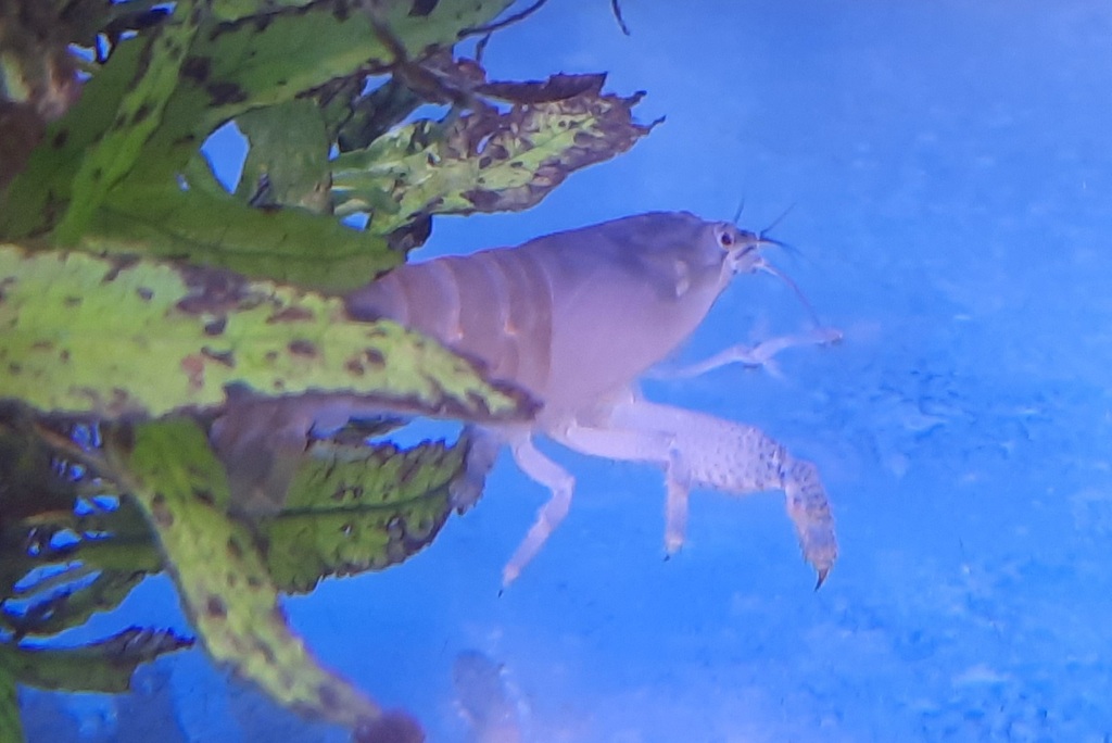 非洲巨型滤食虾 · 依iNaturalist观察标注;非门店现货,未独立鉴定 2