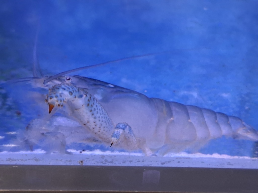 非洲巨型滤食虾参考照片