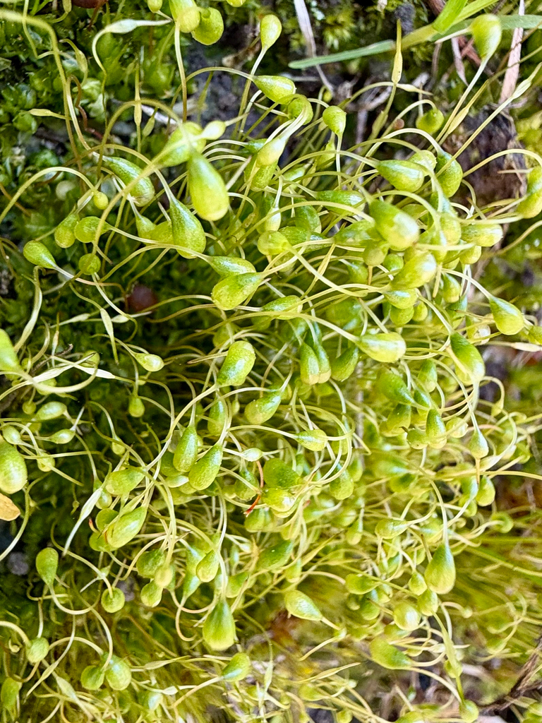 葫芦藓参考实拍 1