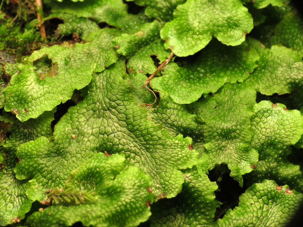 蛇苔属参考种(大蛇苔类)参考实拍 1