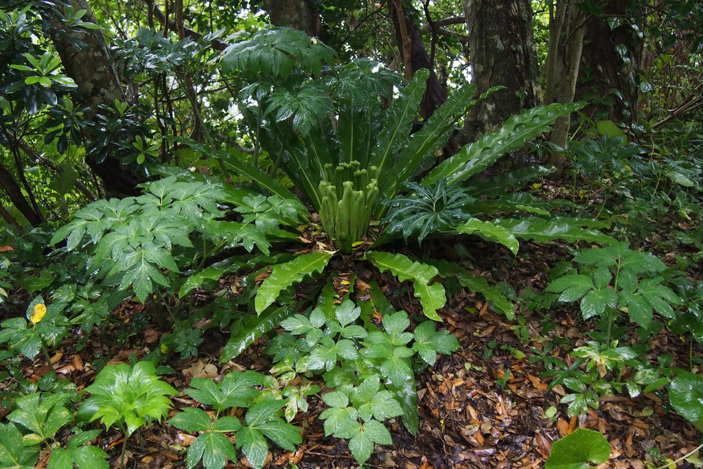 山苏花参考实拍 1