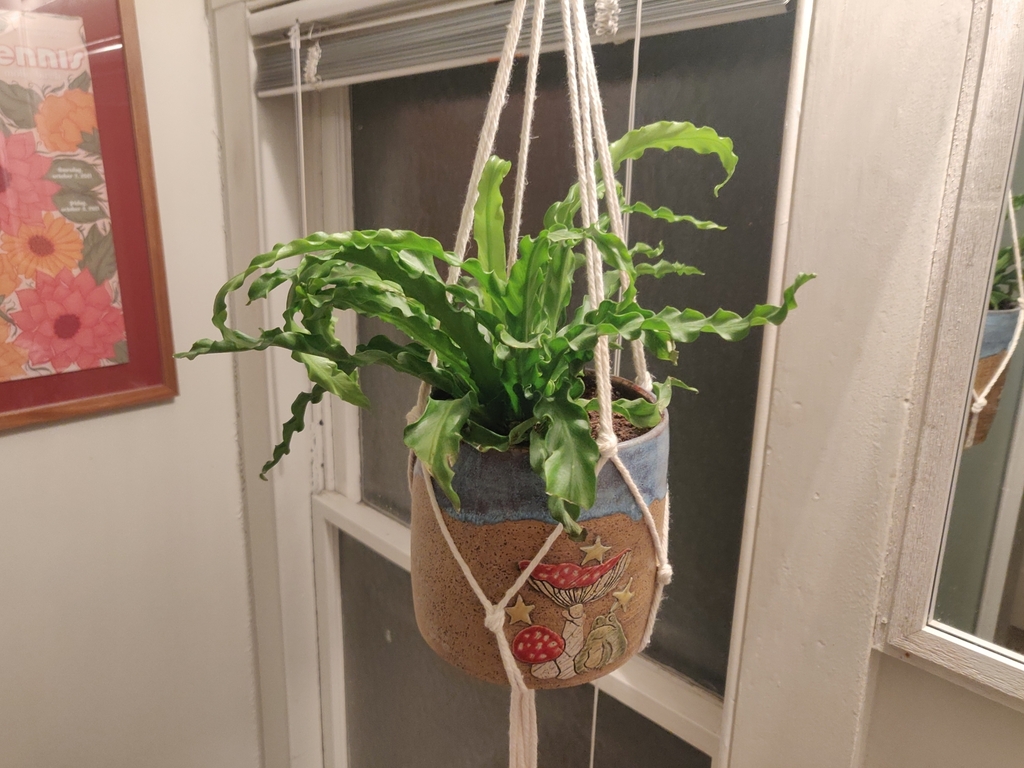 山苏花参考实拍 2