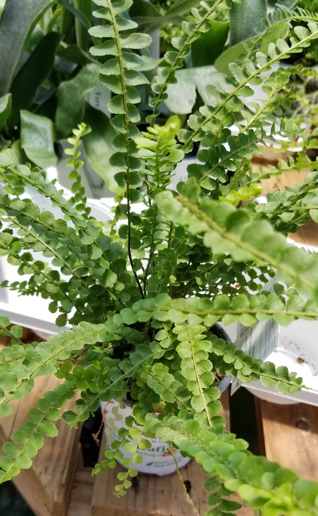 肾蕨参考实拍 1