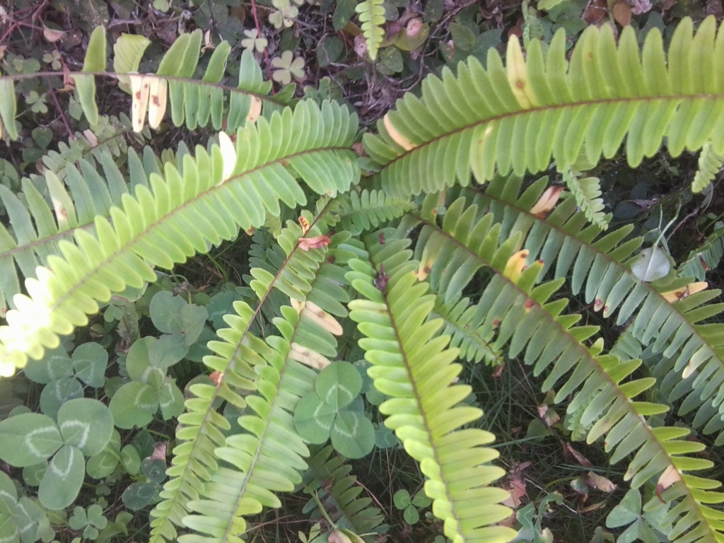 肾蕨参考实拍 3