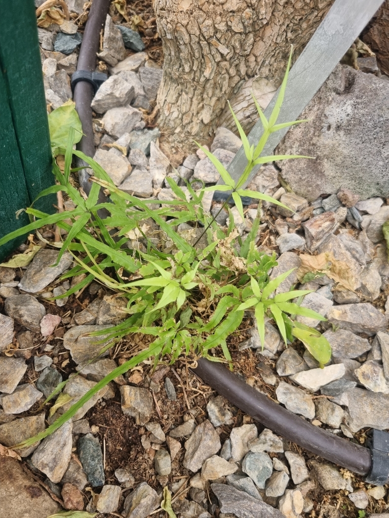 凤尾蕨参考种参考实拍 1