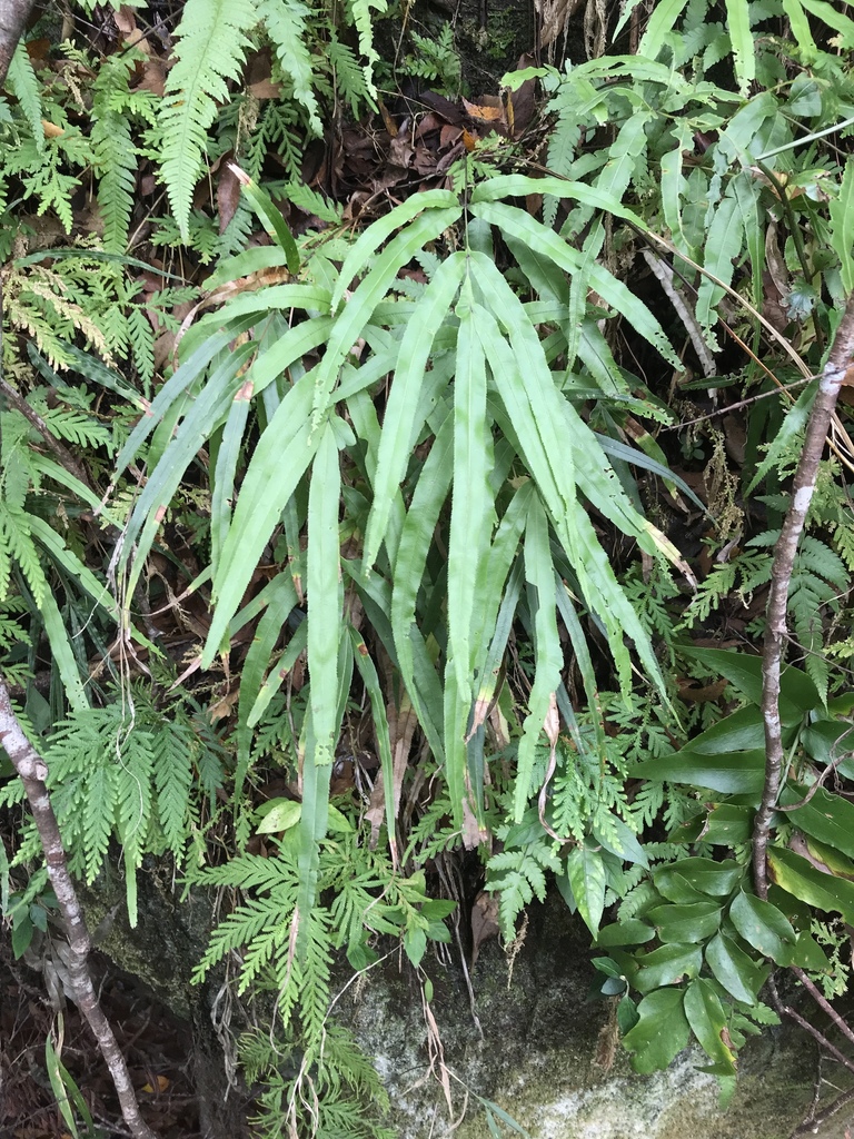 凤尾蕨参考种参考实拍 2