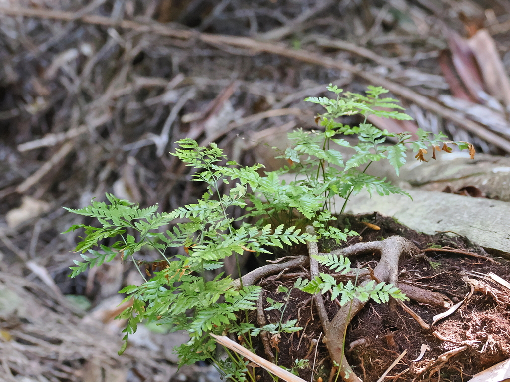 Davallia solida(附生蕨参考种)参考实拍 3
