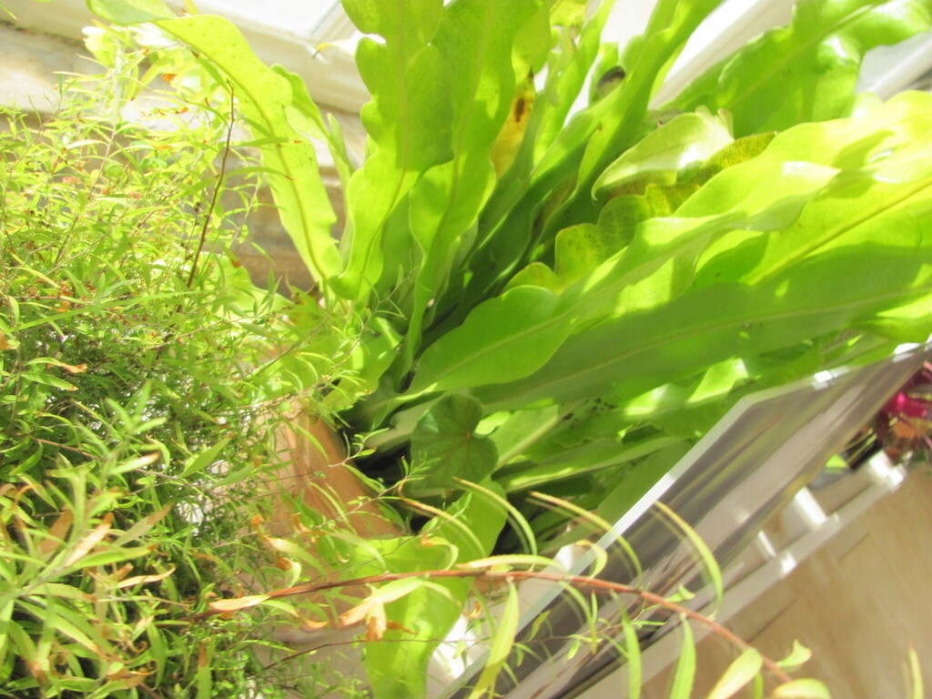 星蕨参考实拍 2