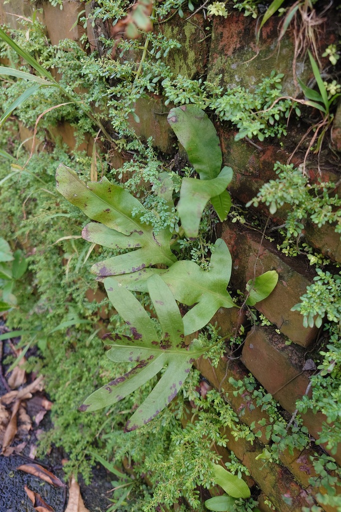 爬山蕨参考种参考实拍 2