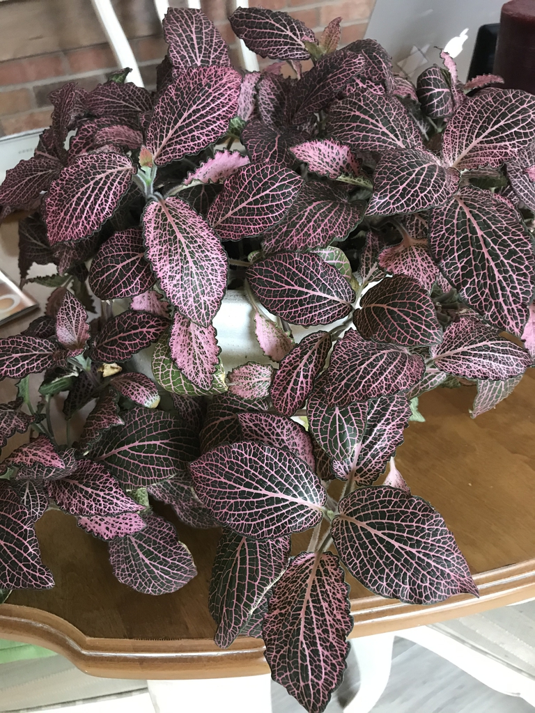 网纹草参考实拍 1