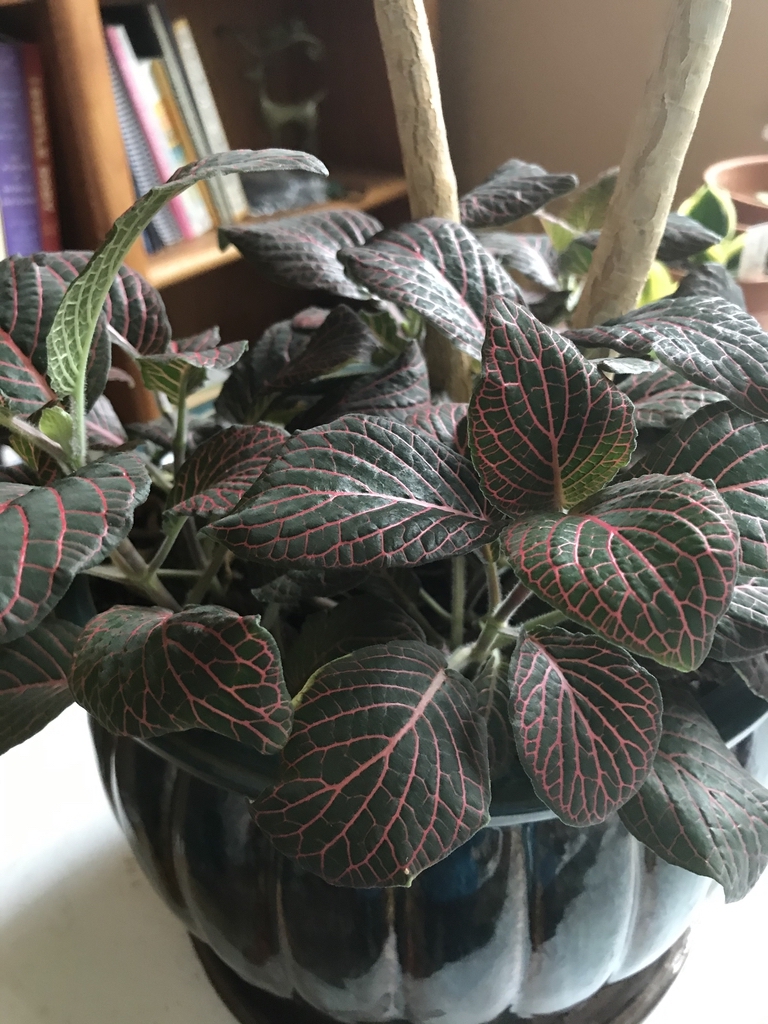 网纹草参考实拍 2