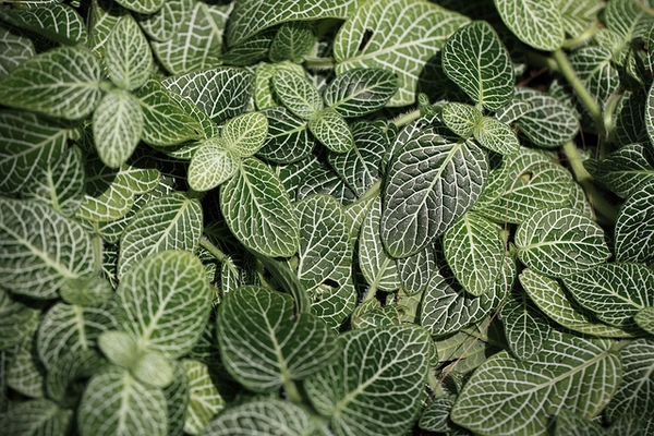 网纹草参考实拍 3