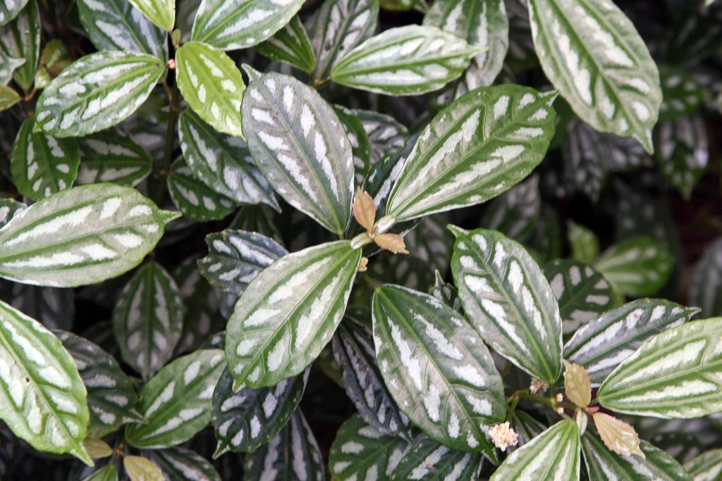花叶冷水花参考实拍 1