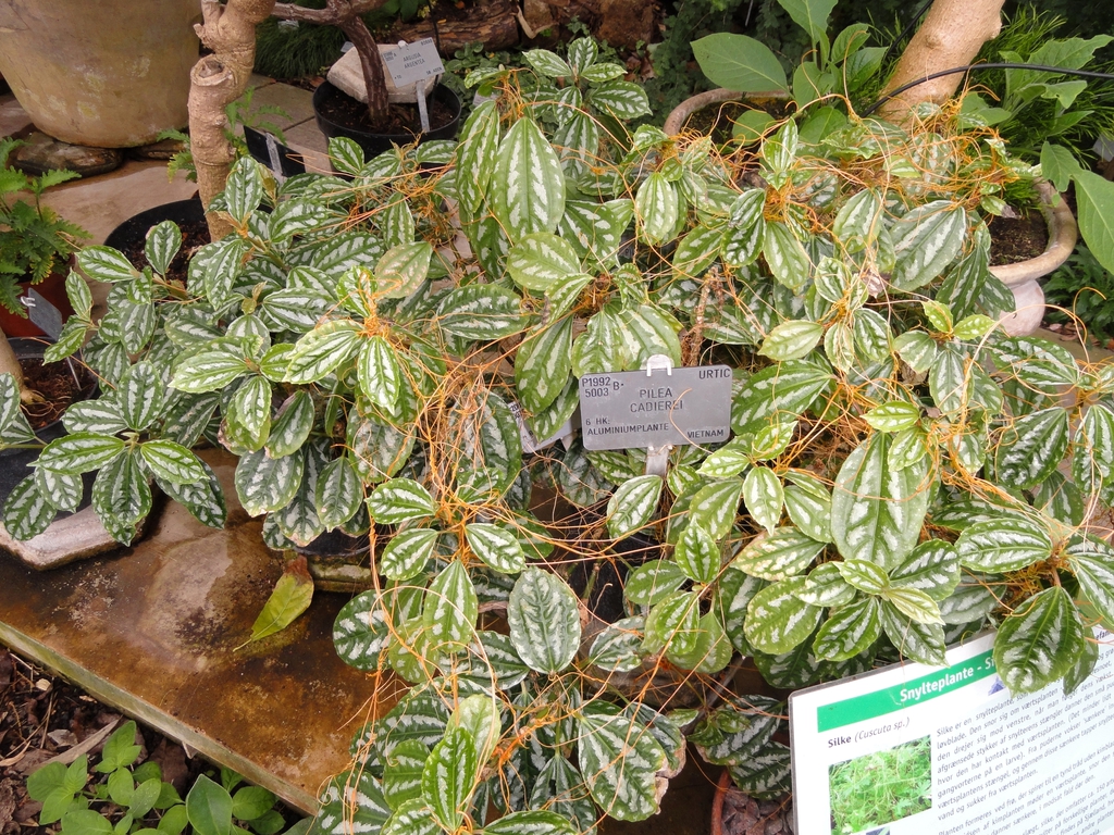 花叶冷水花参考实拍 2