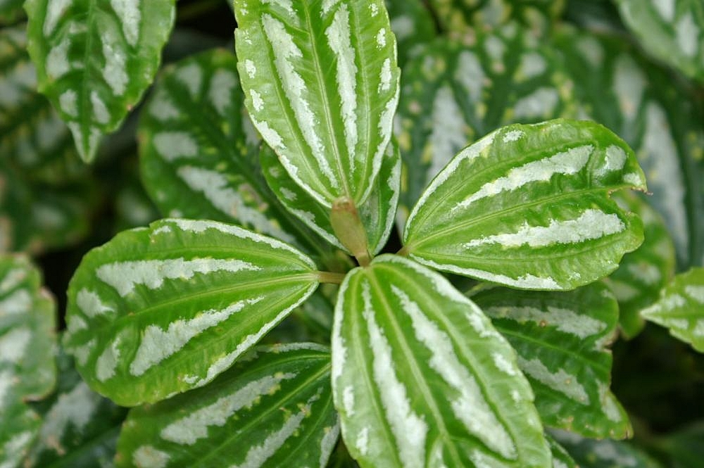 花叶冷水花参考实拍 3