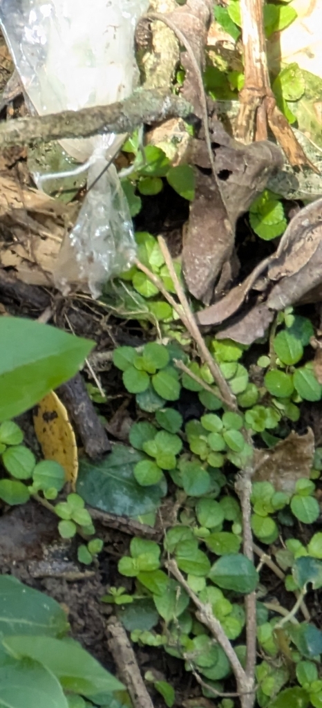 凹叶冷水花(参考名)参考实拍 2