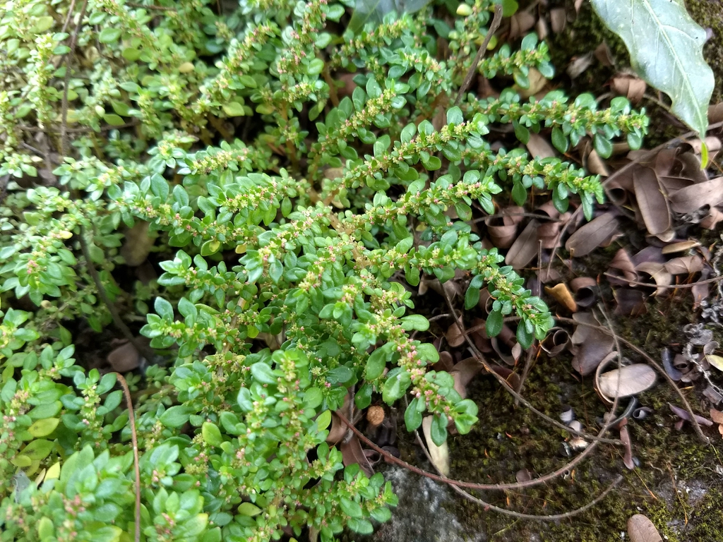 小叶冷水花参考实拍 1