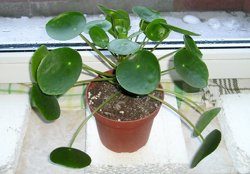 镜面草参考实拍 2