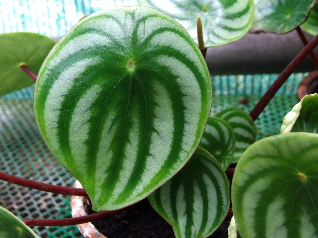 西瓜皮椒草参考实拍 3