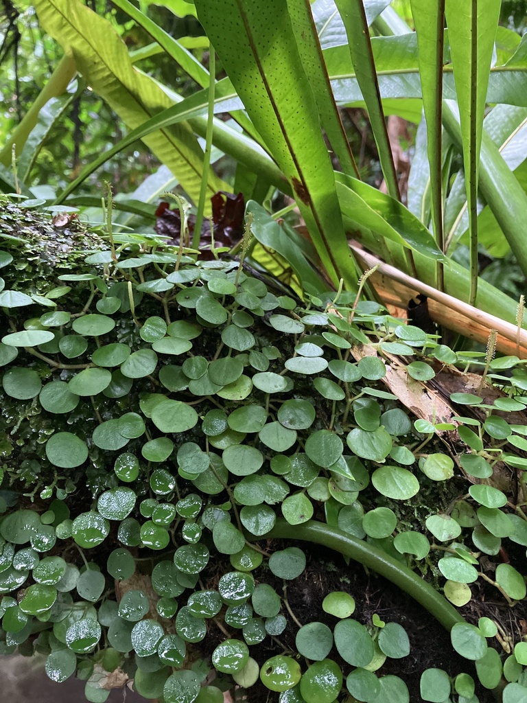 蔓生椒草(参考名)参考实拍 3