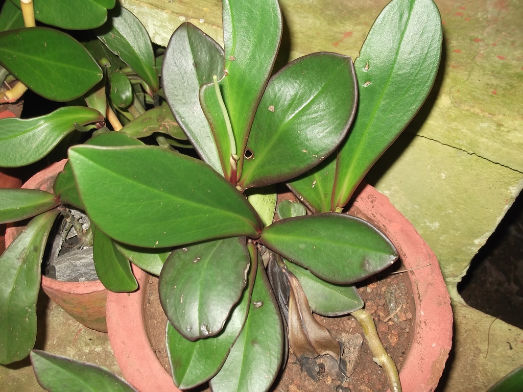 红边椒草参考实拍 1