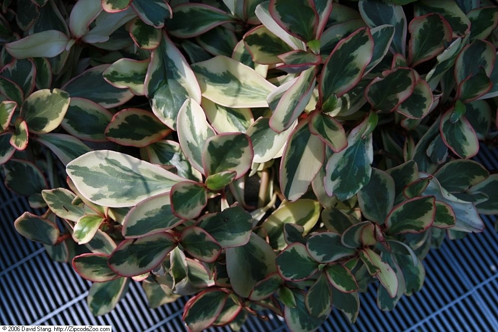 红边椒草参考实拍 2