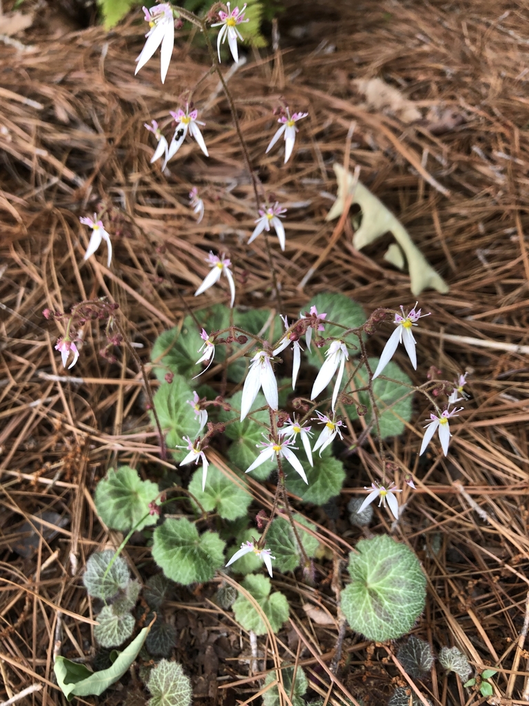 虎耳草参考实拍 1