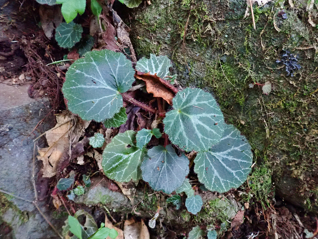 虎耳草参考实拍 2