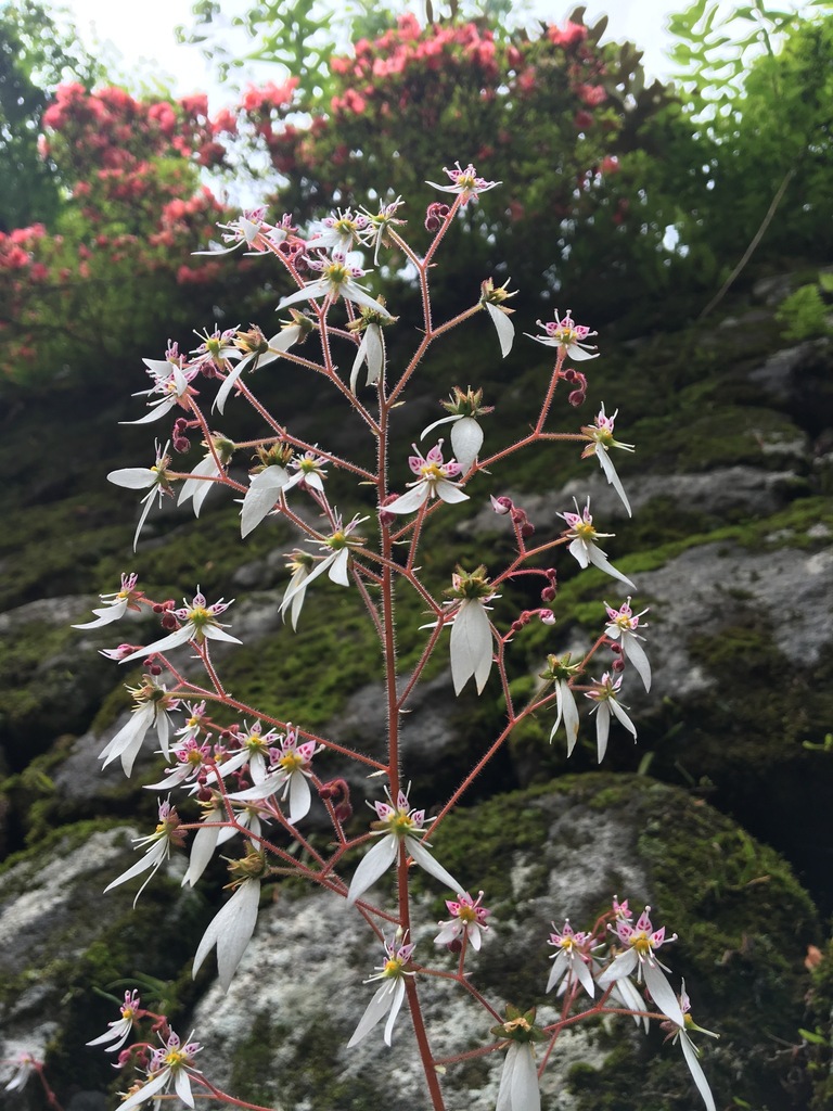 虎耳草参考实拍 3