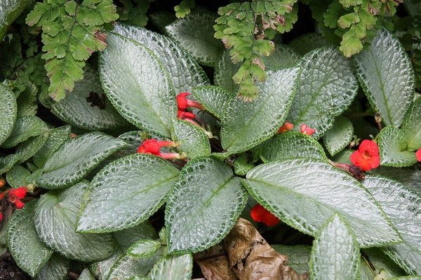 喜荫花参考实拍 1